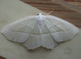 Pale Beauty